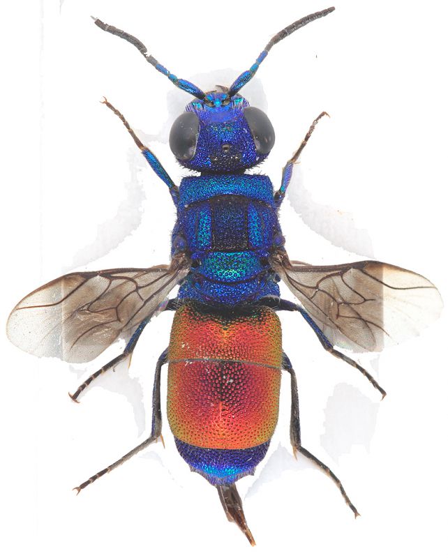 Chrysis-sp-xweb.jpg