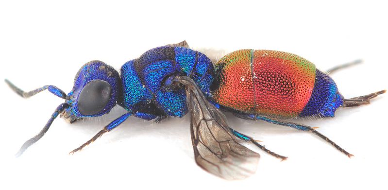 Chrysis-sp-lateral-xweb.jpg