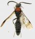 mutillidae_Gattaceca_10-IX-2011_7,7mm_grey.jpg