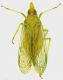 Dictyophara_Gattaceca_12-IX-2011_10mm_grey.jpg