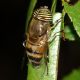 Gattaceca_12-IX-2011_OL011.JPG