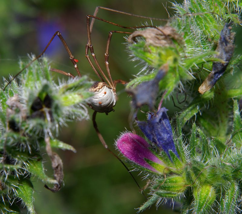 Troi-dela-Zecona-03092011-Ragno.jpg