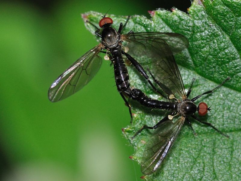 dipte -20110903_087 Mating.jpg