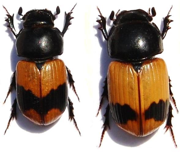 Aphodius (s.str.) elegans Allibert, 1847.JPG