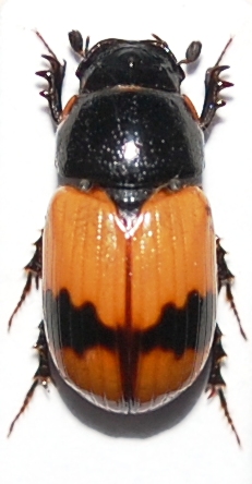 Aphodius (s.str.) coniugatus (Panzer, 1795).JPG