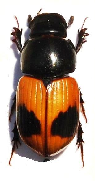 Aphodius (s.str.) plasoni Käufel, 1914.JPG