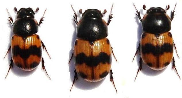 Aphodius (s.str.) irregularis Westwood, 1839.JPG