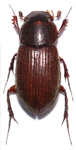 Aphodius (Brachiaphodius) jendeki Král, 1998.JPG