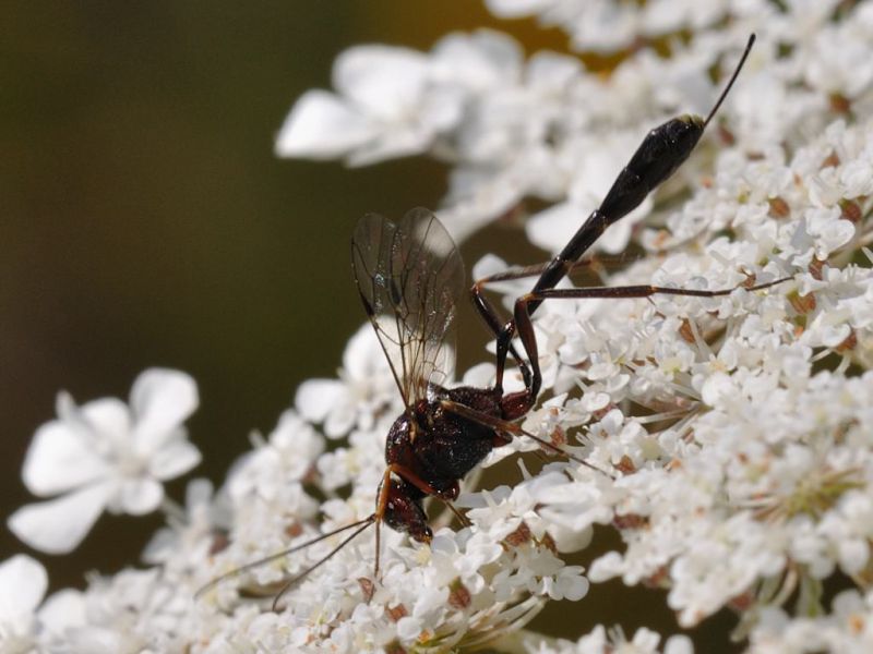 Ichneumonidae -20110730_116.jpg