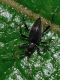 Staphylinidae - Scydmaeninae - Palaeostigus sp - 5 mm -20110730_026.jpg