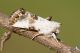 IMG_9024_Calophasia_opalina.jpg