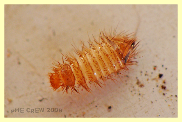 Dermestidae larva 14.10.09 (1).JPG