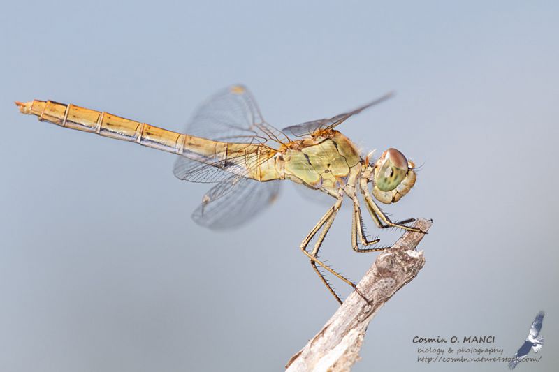 IMG_9100_Sympetrum_meridionale.JPG