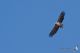 IMG_8997_Haliaetus_albicilla.JPG