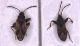 Scolopostethus_thomsoni.jpg