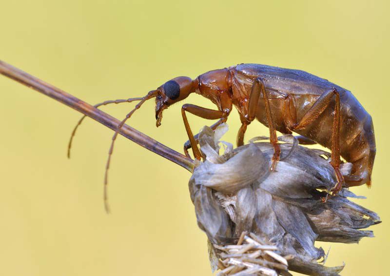 Vesperus luridus_femmina_oviposizione_FNM.jpg