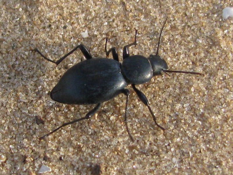 Tentyrina orbiculata subsulcata 2010-03-06 К. Хаим.jpg