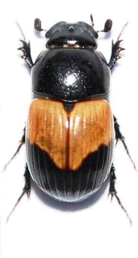 Aphodius (s.str.)fasciger Harold, 1881.JPG