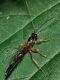 Ichneumonidae - 15 mm -20110731_218.jpg