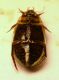 (Ditiscide) Rhantus suturalis 2.JPG