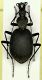(Carabide) Cychrus italicus.JPG