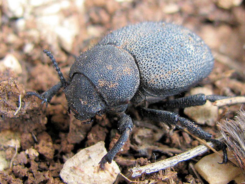 Pachyscelis rotundata 2010-03-13 К. Ата. Лес.jpg