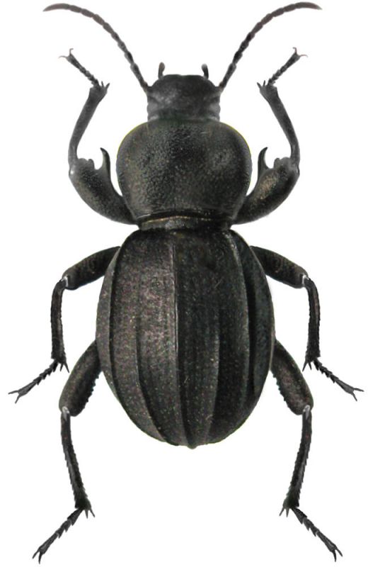 Scaurus puncticollis Solier,1838  14-17,5mm.jpg