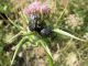 Aethiessa mesopotamica  Ox. funesta.jpg