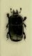 Hololepta plana.JPG