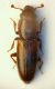 Rhizophagus sp.1.JPG