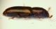 Rhizophagus sp.3.JPG