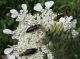 Alosimus syriaca_2  2011.04.20 m. Karmel.jpg
