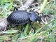 carabus.jpg