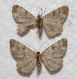peribatodes411_412.jpg