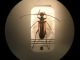 Oedemeridae (2).jpg