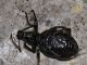Curculionidae - Otiorhynchus sp - 10 mm -20110914_034.jpg