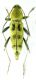 Chlorophorus varius_Greece_varietà_ 016.jpg