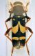 Clytus triangulimacula (3).jpg