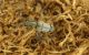 Rhagium inquisitor_male_Campigna_102.jpg
