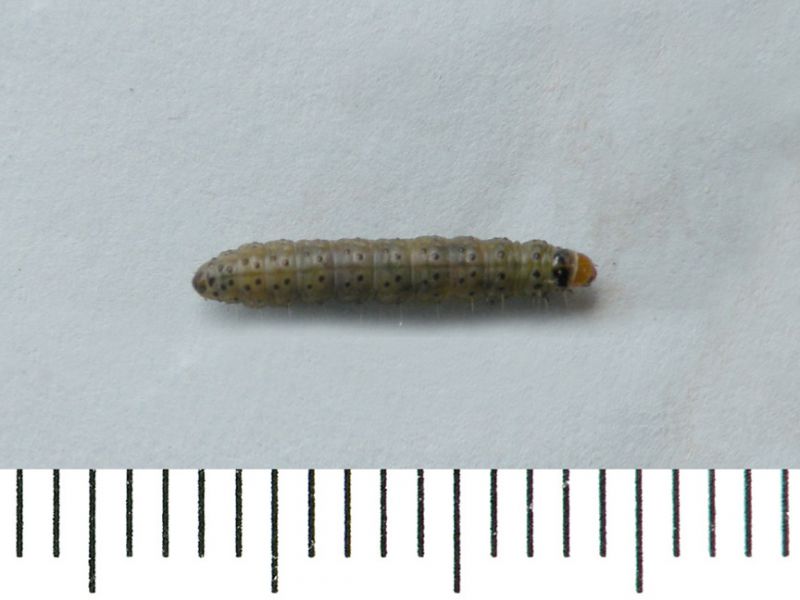 Cnephasia_incertana_larva_verdognola.jpg