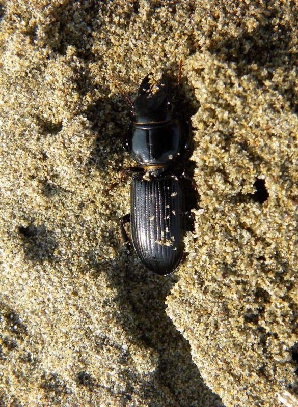 01 Parallelomorphus laevigatus, Lido di Venezia (Alberoni) .jpg