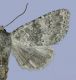 Polymixis dubia.jpg