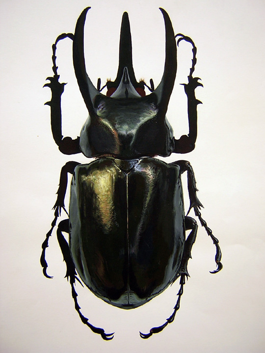 Chalcosoma.jpg