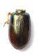 Broscus 01.JPG