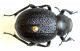 P. cribra 02.jpg