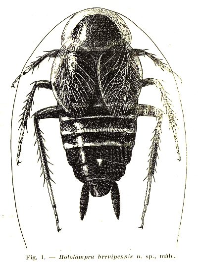 brevipennis.jpg