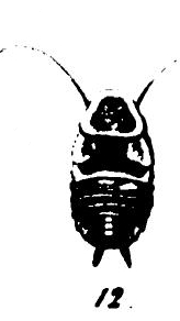 brevipennis F.jpg