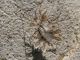 Phyllomorpha laciniata 2010.04.11 m. Karmel.jpg