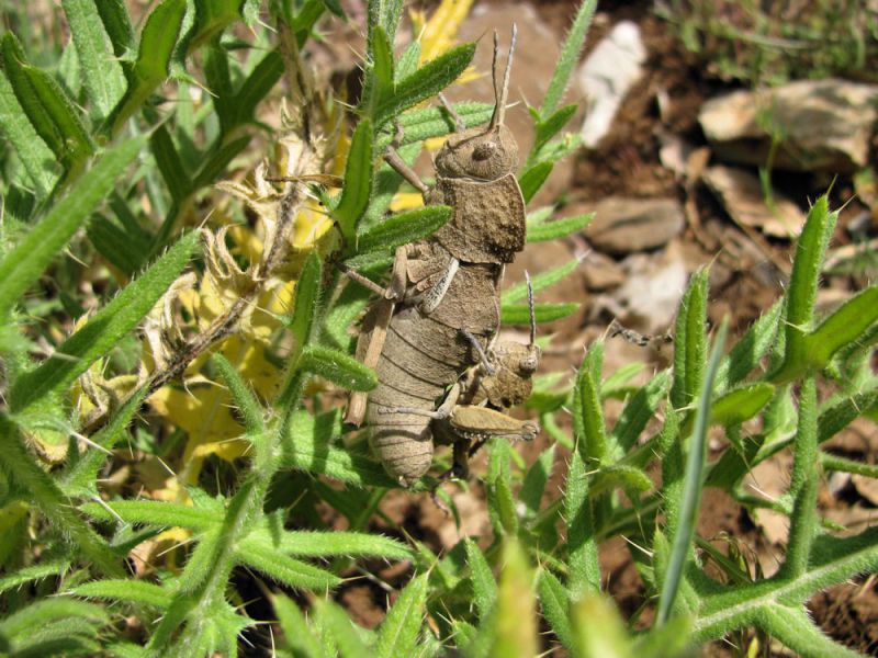 Saxetania cultricollis (2) 2010.04.10 Хермон.jpg