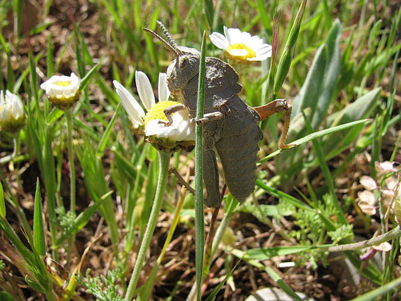 Saxetania cultricollis 2010.04.11. Кинерет.jpg